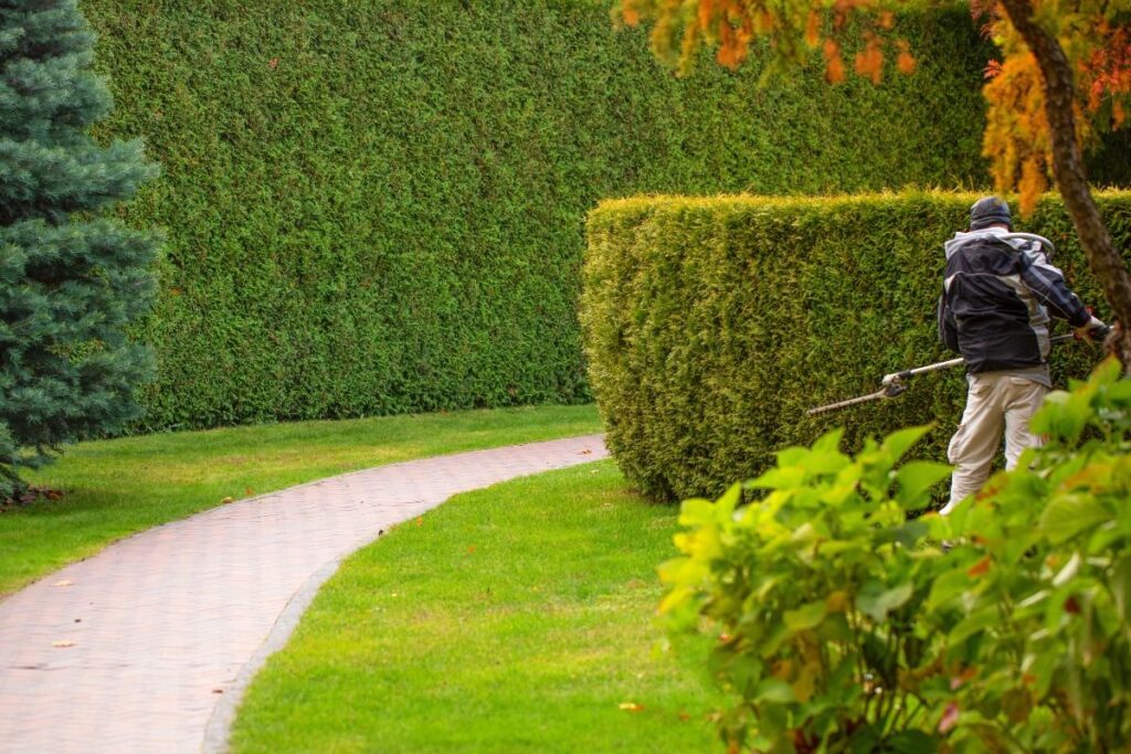 Hedge Trimming Tips