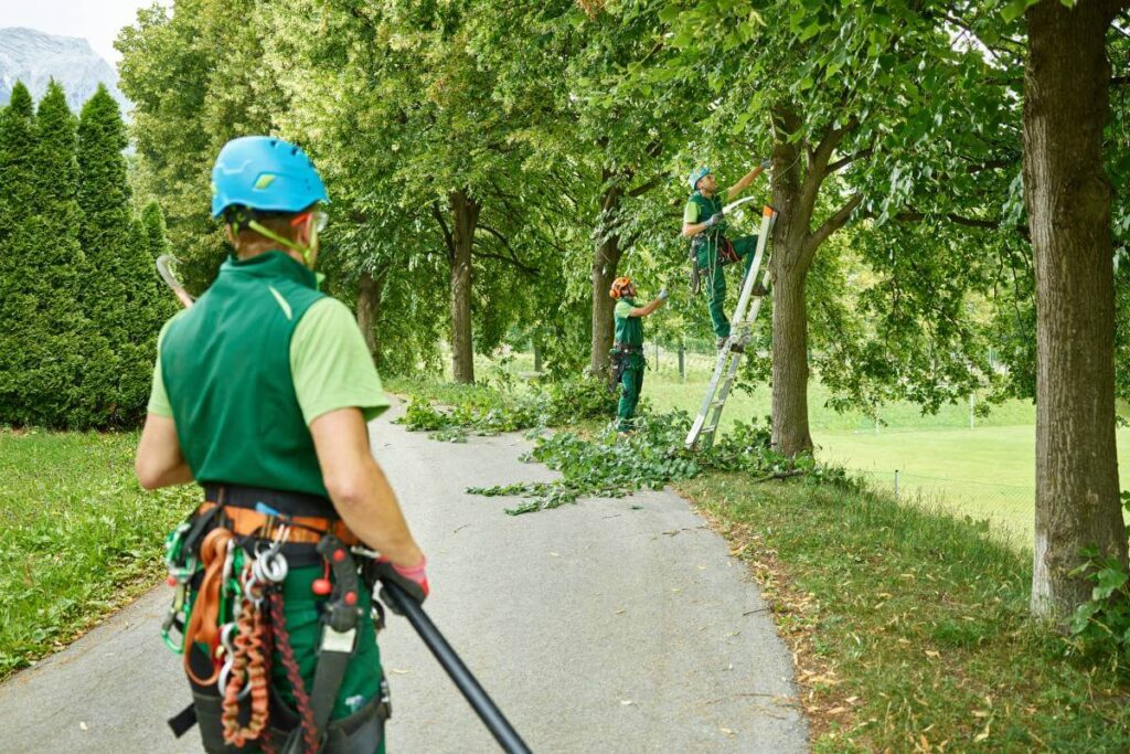 Hedge Trimming Tips